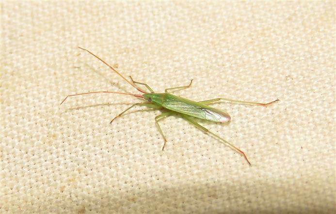 Miridae: Trigonotylus sp.